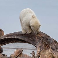 Polar bears eating a dead whale, Alaska, United States