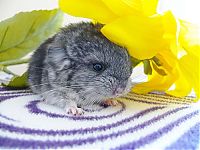 baby chinchillas