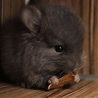 Fauna & Flora: baby chinchillas