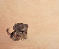 TopRq.com search results: baby chinchillas