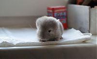 TopRq.com search results: baby chinchillas