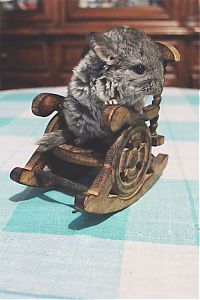 Fauna & Flora: baby chinchillas