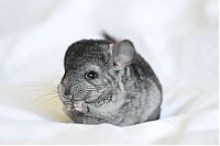 baby chinchillas