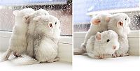 Fauna & Flora: baby chinchillas