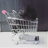 TopRq.com search results: baby chinchillas