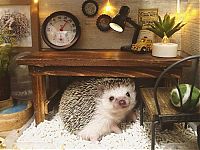 TopRq.com search results: cute hedgehog