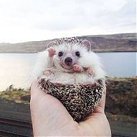 TopRq.com search results: cute hedgehog