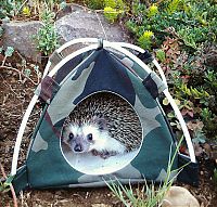 TopRq.com search results: cute hedgehog