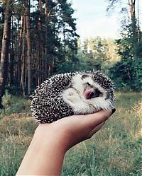 TopRq.com search results: cute hedgehog