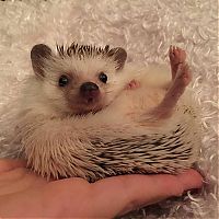 Fauna & Flora: cute hedgehog