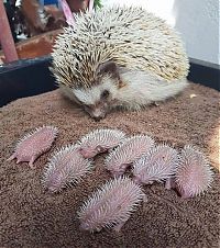 Fauna & Flora: cute hedgehog