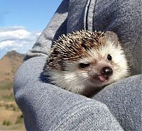 TopRq.com search results: cute hedgehog