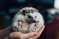 Fauna & Flora: cute hedgehog