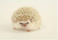 TopRq.com search results: cute hedgehog