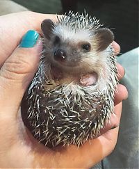 Fauna & Flora: cute hedgehog