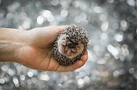 Fauna & Flora: cute hedgehog