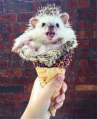 TopRq.com search results: cute hedgehog