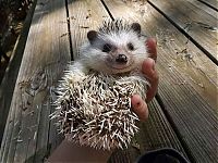 Fauna & Flora: cute hedgehog