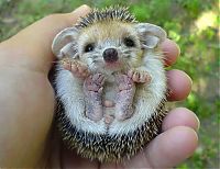 Fauna & Flora: cute hedgehog