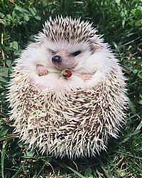 cute hedgehog