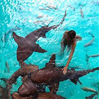 Fauna & Flora: playing with sharks