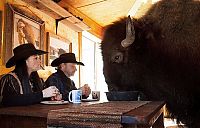 TopRq.com search results: bison pet