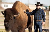 Fauna & Flora: bison pet