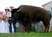 Fauna & Flora: bison pet