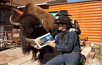 TopRq.com search results: bison pet