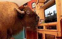 TopRq.com search results: bison pet