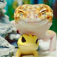 Fauna & Flora: smiling gecko lizard