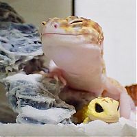 TopRq.com search results: smiling gecko lizard