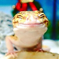 Fauna & Flora: smiling gecko lizard