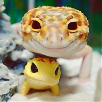 TopRq.com search results: smiling gecko lizard