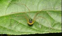 Fauna & Flora: harvestman arachnid