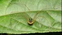 harvestman arachnid