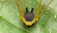 TopRq.com search results: harvestman arachnid