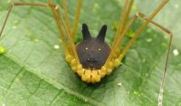 Fauna & Flora: harvestman arachnid