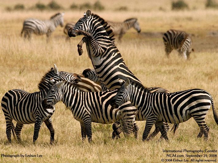 Photos from the International Photography Contest