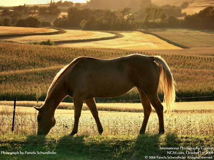 Photos from the International Photography Contest