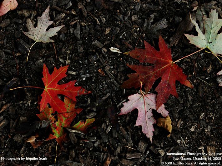 Photos from the International Photography Contest