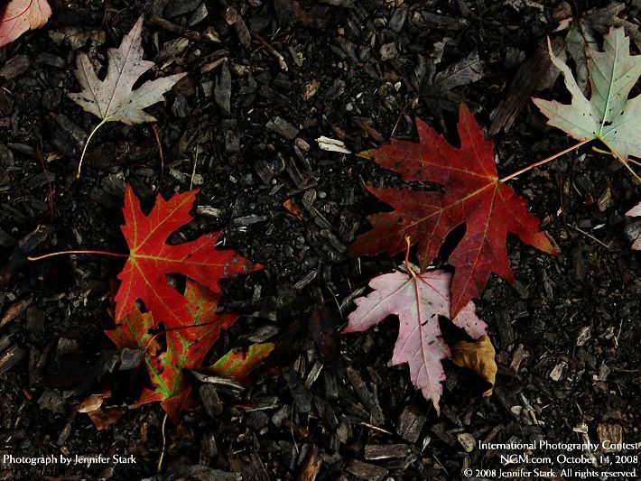 Photos from the International Photography Contest