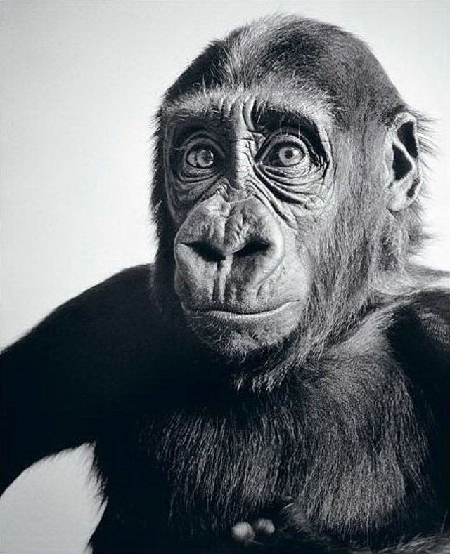 pencil drawing