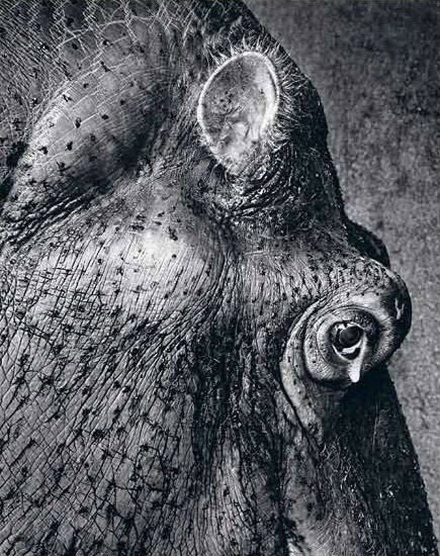 pencil drawing