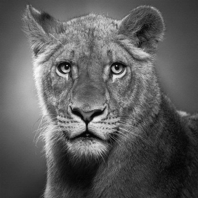 pencil drawing