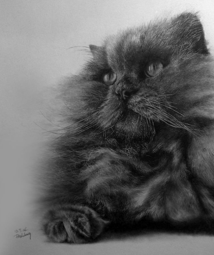pencil drawing