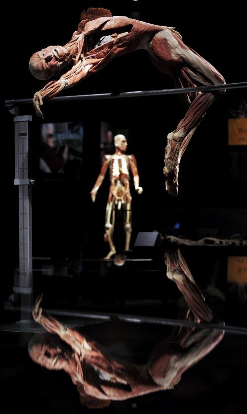 Body Worlds exhibition, Gunther von Hagens