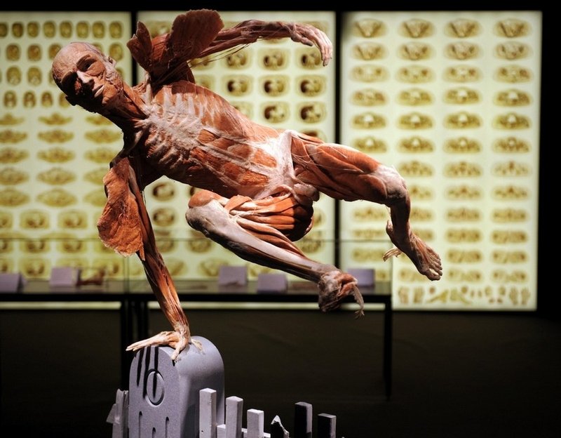 Body Worlds exhibition, Gunther von Hagens