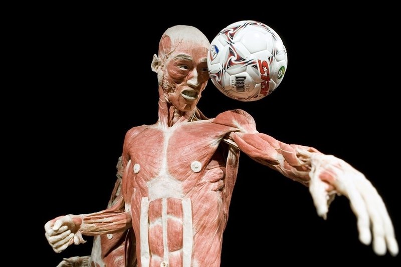 Body Worlds exhibition, Gunther von Hagens