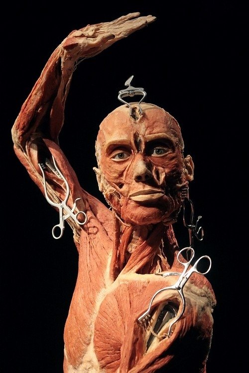 Body Worlds exhibition, Gunther von Hagens